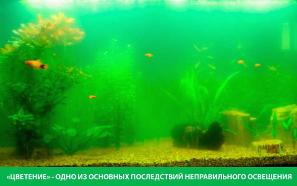 vybor-lamp-dlya-akvariuma-2