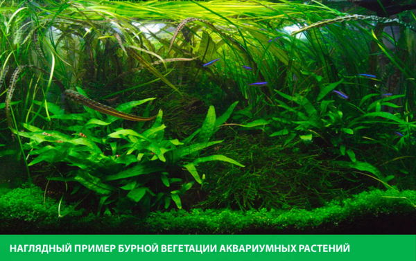 vybor-lamp-dlya-akvariuma-3