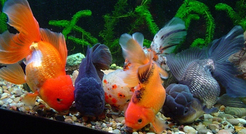 akvarium s zolotymi rybkami galka