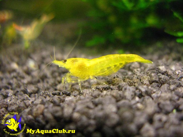 Креветка Желтая Жемчужина (Yellow shrimp, Neocaridina heteropoda var. Yellow)