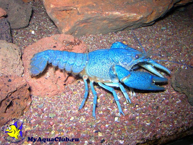 Флоридский синий рак (Procambarus alleni)