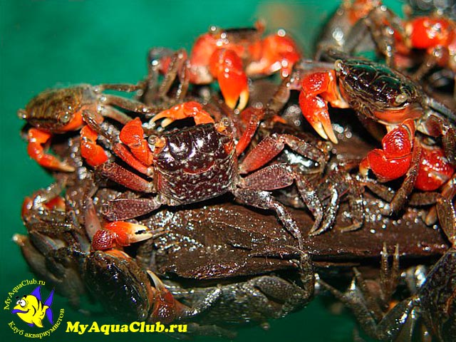 Аквариумный Красный мангровый краб (Pseudosesarma moeshi)
