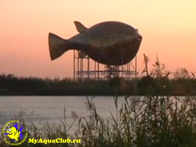Китайцы построили огромное сооружение в форме рыбы Тетраодона