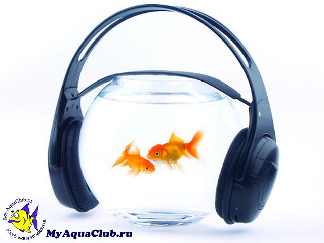 Золотые рыбки разбираются в музыке