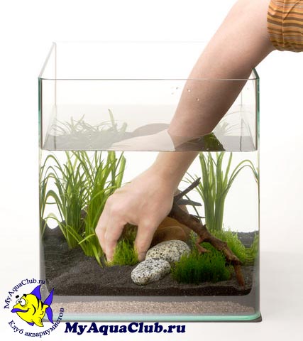 Запуск аквариума - посадка растений