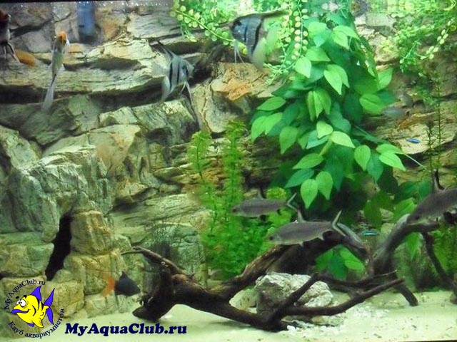 Стили оформления аквариумов - Грот