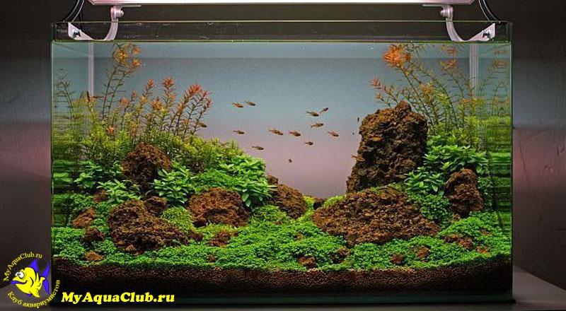 Мастер класс по созданию красивого аквариума от известного аква-дизайнера из Германии Оливера Кнотта