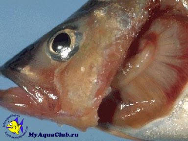 Бранхиомикоз или жаберная гниль (Branchiomycosis) - заболевания аквариумных рыбок
