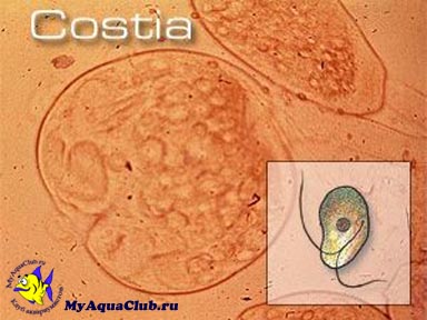 Костиоз - заболевания аквариумных рыбок