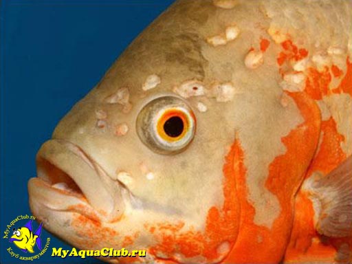 Гексамитоз, дырочная болезнь (Hole-in-the-Head) - заболевания аквариумных рыбок