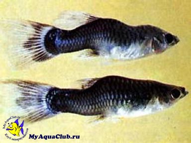 Рыбий туберкулез, Микобактериоз (Mycobacterium piscium) - заболевания аквариумных рыбок