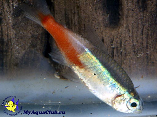 Неоновая болезнь или Плистифороз (Plistiphora hyphessobryconis) - заболевания аквариумных рыбок