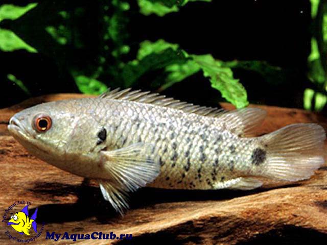 Рыбка Анабас или рыба-ползун (Anabas testudineus)