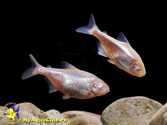 Тетра слепая, Слепая пещерная рыба (Anoptichthys jordani)