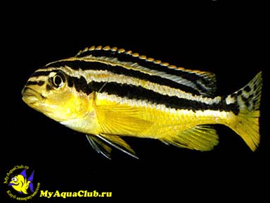 Меланохромис золотой, попугай золотой (Melanochromis auratus)