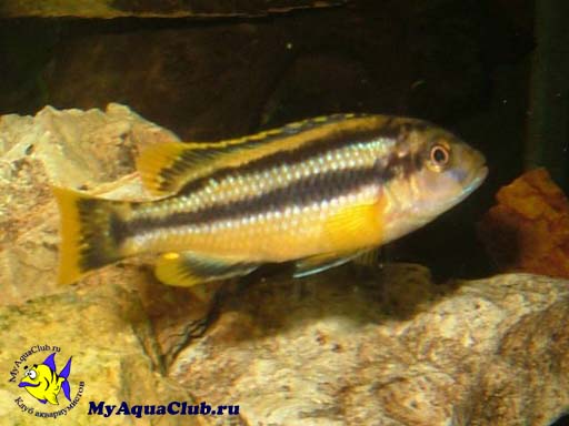 Меланохромис Чипока (Melanochromis chipokae)