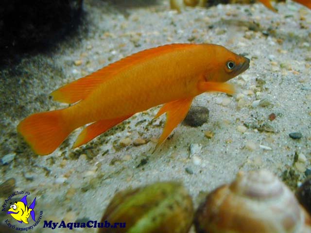 Лампрологус апельсиновый  (Neolamprologus leleupi)