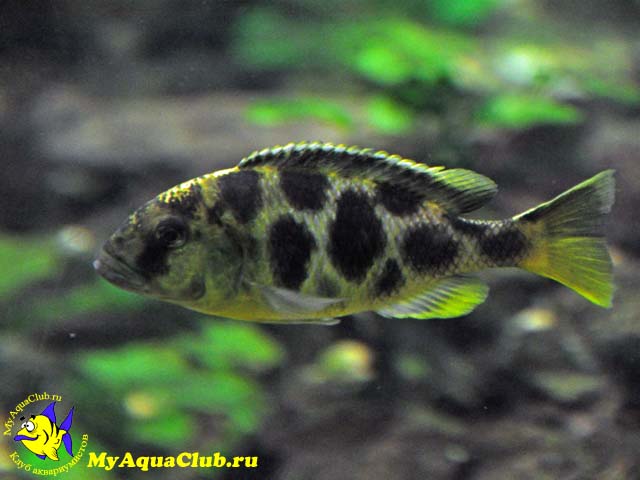 Леопард золотой (Nimbochromis venustus)