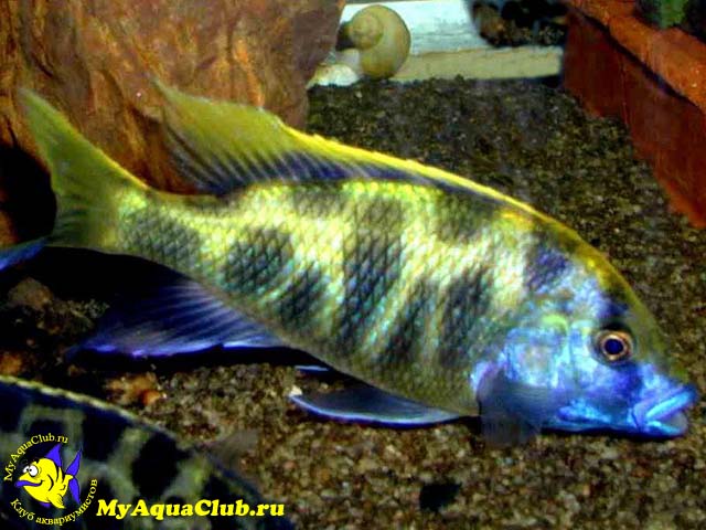 Леопард золотой (Nimbochromis venustus)