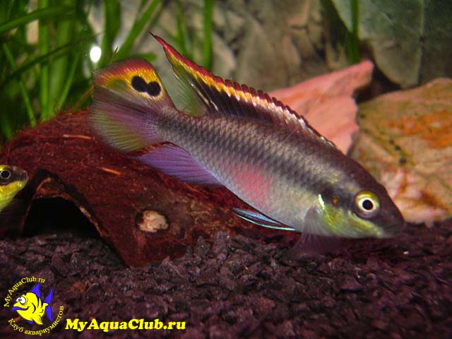 Попугай (Pelvicachromis pulcher)