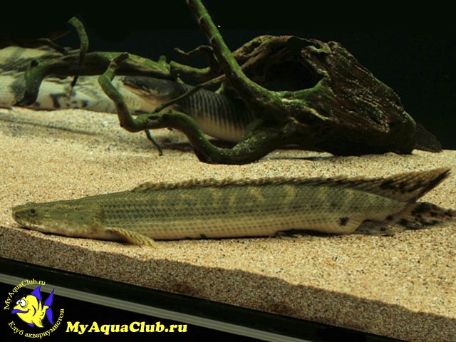 Нильский многопёр или Бишир (Polypterus bichir)