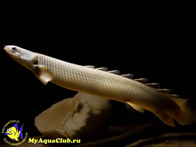 Полиптерус сенегальский (Polypterus senegalus)