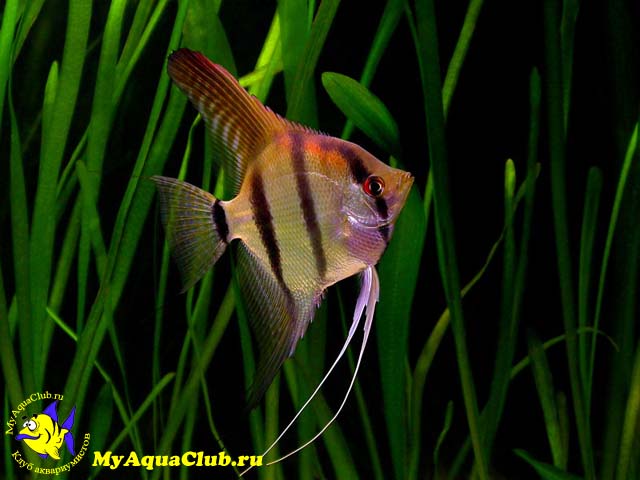 Скалярия обыкновенная, рыба-ангел (Pterophyllum scalare)