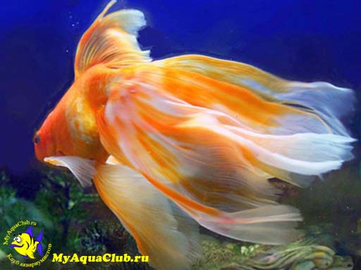 Золотая рыбка – Вуалехвост
