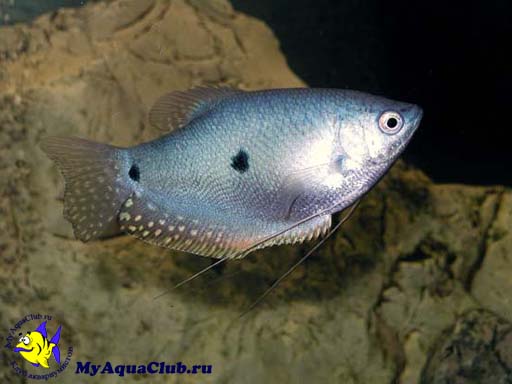 Голубой гурами или суматранский гурами (Trichogaster trichopterus sumatranus)