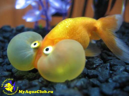 Золотая рыбка - Водяные глазки
