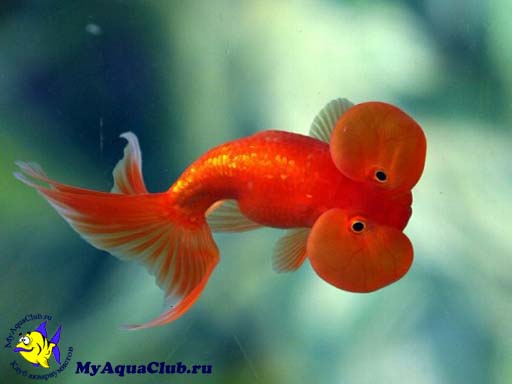 Золотая рыбка - Водяные глазки