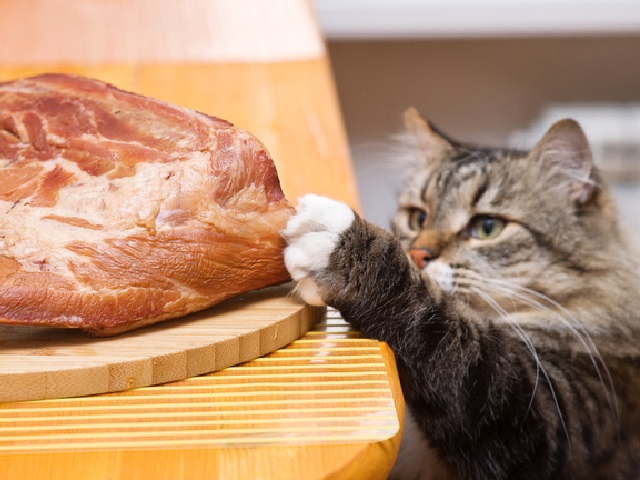 Чем лучше кормить кошку – натуральной едой или готовым кормом?