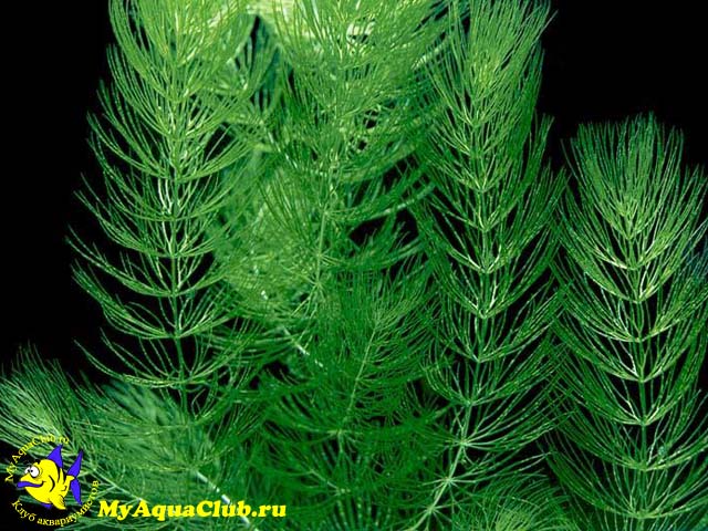 Роголистник светло-зеленый (Ceratophyllum submersum) - аквариумное растение, плавающее в воде.