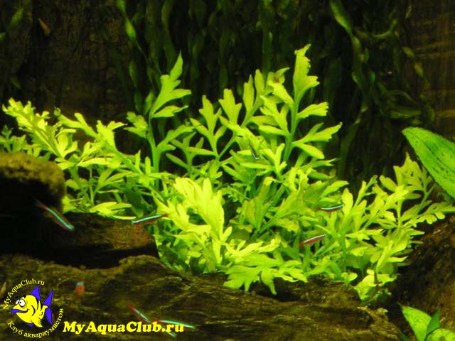 Папоротник цератоптерис или Папоротник рогатый (Ceratopteris cornuta) - аквариумное растение, плавающее в воде.