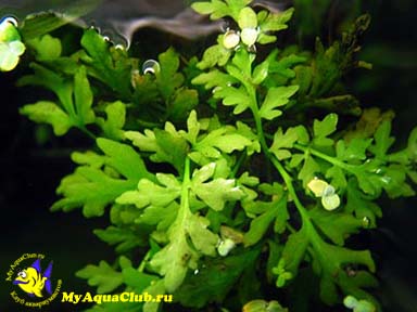 Папоротник цератоптерис или Папоротник рогатый (Ceratopteris cornuta) - аквариумное растение, плавающее в воде.