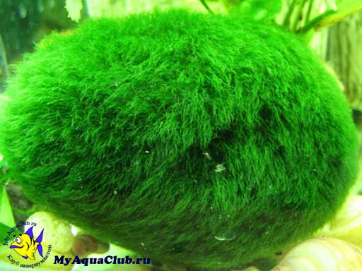 Кладофора шаровидная или эгагропила (Cladophora aegagropila, Aegagropila sauteri) - аквариумное растение, плавающее в воде.