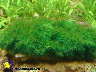 Кладофора шаровидная или эгагропила (Cladophora aegagropila, Aegagropila sauteri) - аквариумное растение, плавающее в воде.