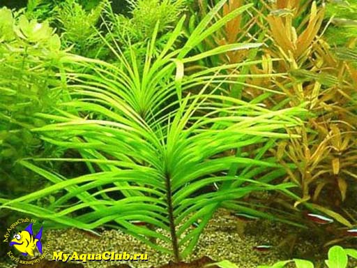 Эйхорния лазоревая или Эйхорния водная (Eichhornia azurea, eichhornia aquatica) - аквариумное растение, высаживаемое в грунт.