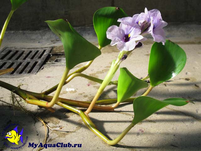 Эйхорния лазоревая или Эйхорния водная (Eichhornia azurea, eichhornia aquatica) - аквариумное растение, высаживаемое в грунт.