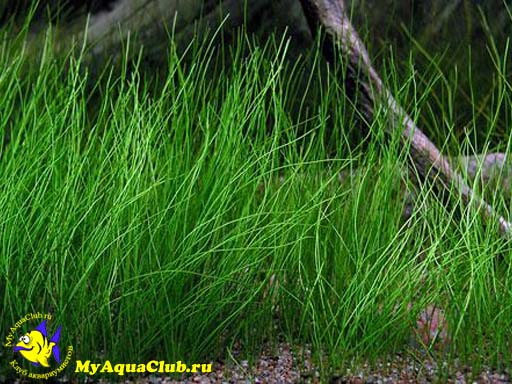 Элеохарис, Ситняг игольчатый или болотница игольчатая  (Eleocharis acicularis) - аквариумное растение, высаживаемое в грунт.