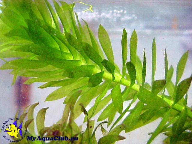 Элодея густолиственная (Elodea densa) - аквариумное растение, плавающее в воде.