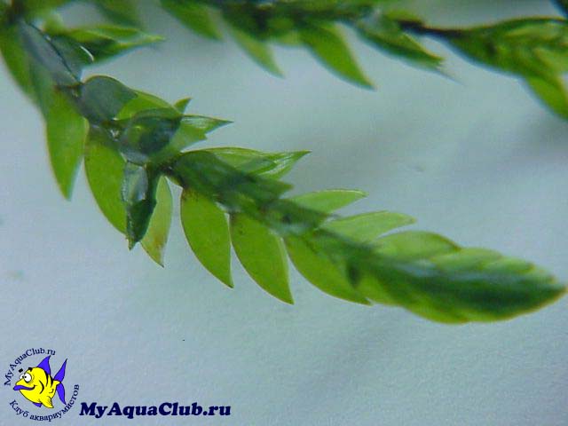 Фонтиналис или Мох ключевой (Fontinalis antipyretica) - аквариумное растение, плавающее в воде.