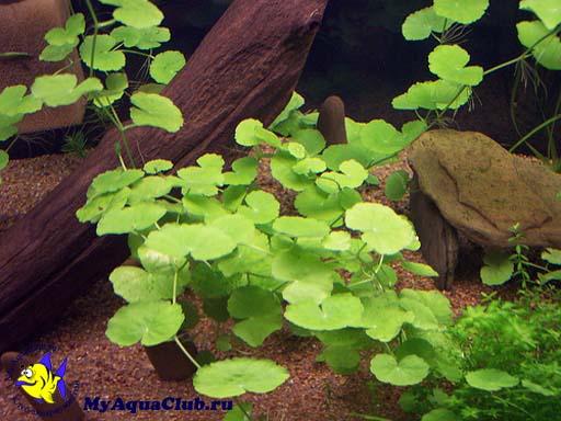 Гидрокотила белоголовая или Щитолистник белоголовый (Hydrocotyle leucocephala) - аквариумное растение, плавающее в воде.