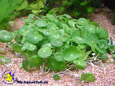 Гидрокотила вертикальная, Щитолистник мутовчатый или Водяной пупок (Hydrocotyle verticillata) - аквариумное растение, плавающее в воде.