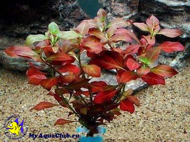 Людвигия ползучая (Ludwigia repens или Ludwigia natans) - аквариумное растение, плавающее в воде