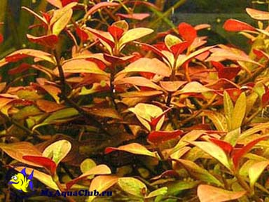Людвигия ползучая (Ludwigia repens или Ludwigia natans) - аквариумное растение, плавающее в воде
