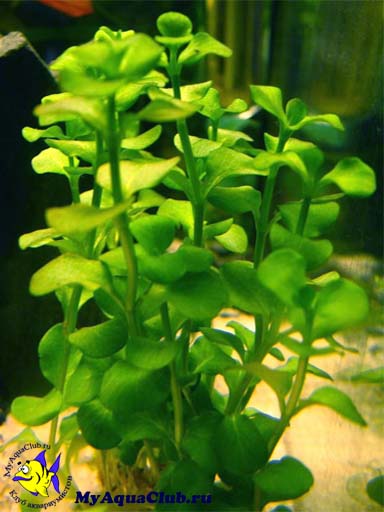Якутка, вербейник, денежник, монетница (Lysimachia nummularia) - аквариумное растение, высаживаемое в грунт.