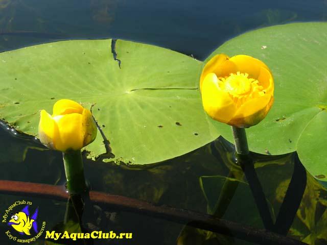 Кубышка желтая или Кувшинка (Nuphar lutea)