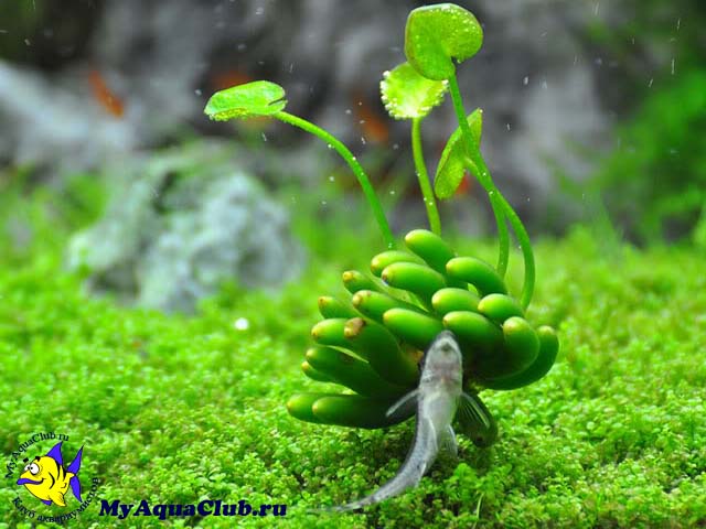Банан водный или банановое растение (Nymphoides aquatica)