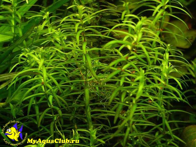 Пеплис, Дидиплис диандра или бутырлак двухтычинковый (Peplis diandra, Didiplis diandra) - аквариумное растение, высаживаемое в грунт.